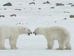 MS PAN Two polar bears fighting each other / Churchill, Manitoba, Canada Stock Footage