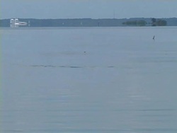 Wild Dolphin Stock Footage