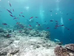 MS  Shot of Reef and fusiliers fish swimming around with divers in back side / Sipadan, Semporna, Tawau, Malaysia Stock Footage