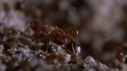Ants scurry around their nest. Stock Footage