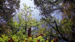 SLO MO of treetops and sky from the ground Stock Footage