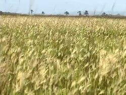 Blowing Grass Stock Footage