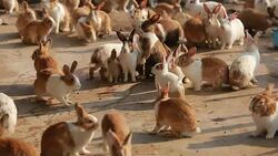 Rabbit standing up and running on the farm Stock Footage
