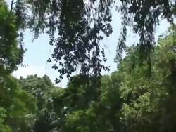 Jungle sounds Stock Footage