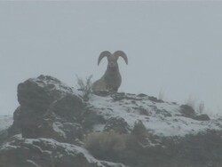 MS ZO Big Horn Sheep on Snowy Mountain snowing / Cody, Wyoming, United States Stock Footage