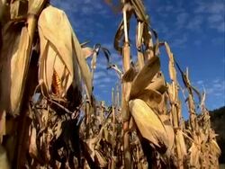 Corn stalks against blue sky Stock Footage