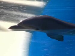 Posing Dolphin Stock Footage