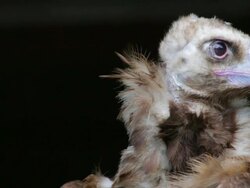 Vulture Stock Footage