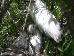 Egret Family, Closeup Stock Footage
