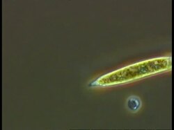 Flagellate protozoans, probably Euglena, moving rapidly Stock Footage