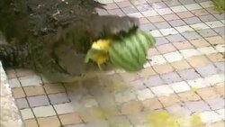 A researcher tosses a watermelon to an alligator in a pool. Stock Footage