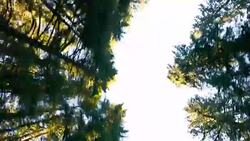 Ancient Forest with tall tree Stock Footage