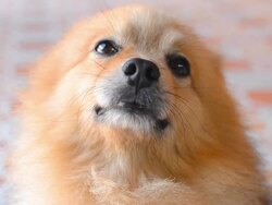 Cute Face Pomeranian Dog Stock Footage
