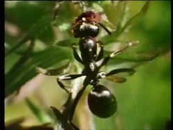CU ant feeding on nectar Stock Footage