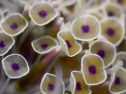 EXTREME CLOSE UP SEA URCHIN FEET Stock Footage