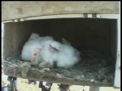 Birds bridge cultural divide in Middle East News Clip