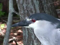 Closeup of a Bird's Red Eye Stock Footage