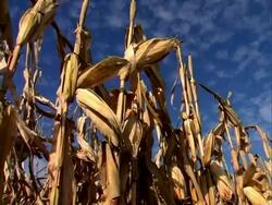 Corn stalks against blue sky Stock Footage