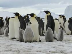 WS View of Emperor Penguins and chicks with iceberg in background / Antarctica Stock Footage