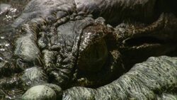 The green eye of a crocodile stares. Stock Footage