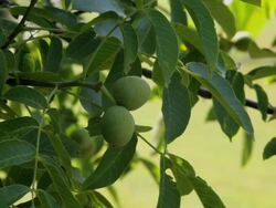 Walnut tree in nature Stock Footage