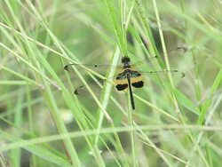 Dragonfly Stock Footage