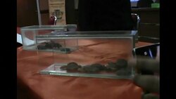 CLEAN : Indonesia foils bid to smuggle baby turtles to China News Clip