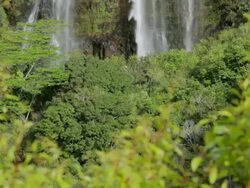 MS TU Shot of Opakaa Falls / Wailua, Kauai, Hawaii, United States Stock Footage