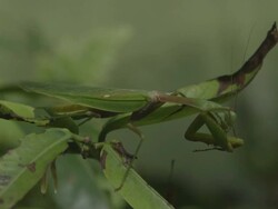 Green Praying Mantis grooming close up Stock Footage
