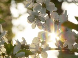 HD DOLLY: Sun Backlit Cherry Blossom Stock Footage
