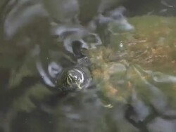 water turtle 8 Stock Footage