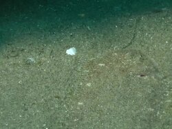 ECU Flatfish lying on sea floor pushing water over gills / Matola, Maputo, Mozambique Stock Footage