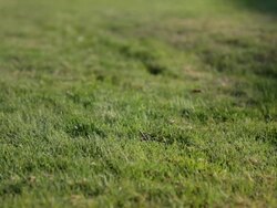 Dog Training Stock Footage