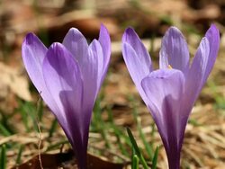 Crocus flowers in french Alps Stock Footage