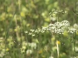 HD: Meadow vegetation Stock Footage