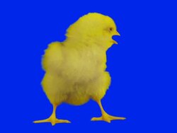 Baby chicken Stock Footage