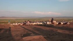 Mongolian nomads driving sheep and goats flock to a sheep catch pen Stock Footage