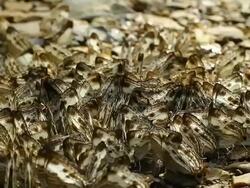 Butterfly backgrounds ,HD Stock Footage