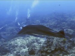 Giant manta ray swims with its parasites near two scuba divers Stock Footage
