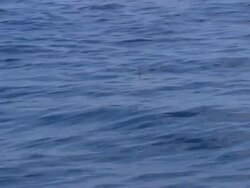 Great hammerhead shark, Sphyrna mokarran, Fin, Bahamas  Stock Footage