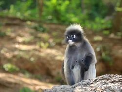 Dusky Leaf Monkey Stock Footage