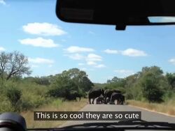 Elephant Smashes Into Car Full Of Tourists Stock Footage