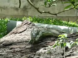 Big iguana close-up Stock Footage