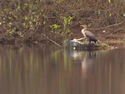 Scenic shots of a lake and autumn leaves on trees News Clip