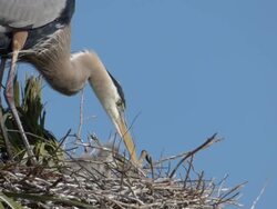 Closeup of Two Heron Chicks With Their Parent Stock Footage