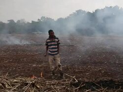 Workers Harvest Sugar Cane Stock Footage