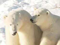 MS Two polar bears sitting in snow / Churchill, Manitoba, Canada  Stock Footage