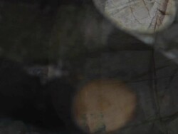 LOG BIRCH TREE - expanding flow to the right. (loop) Stock Footage