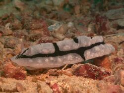 Nudibranch, white with large black stripe around body, Phyllidiopsis, move to camera, close up. Borneo, Malaysia, Southeast Asia Stock Footage