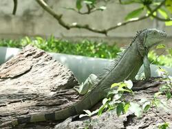 Big iguana close-up Stock Footage